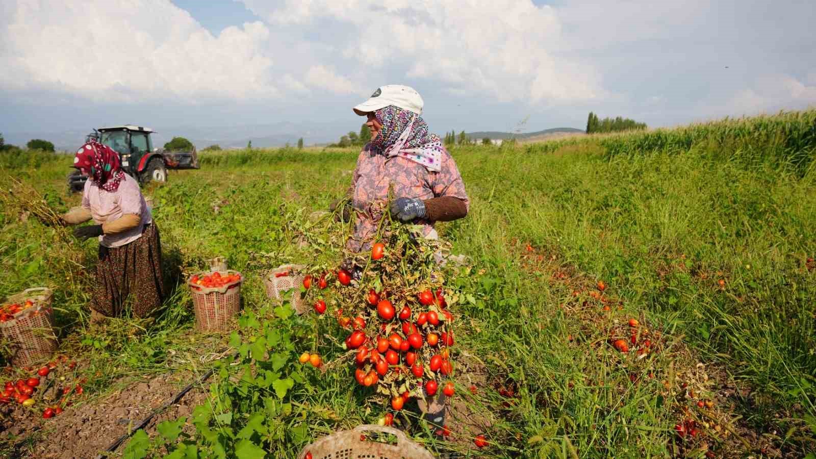 Sındırgı’da domates hasadı depreme rağmen devam ediyor