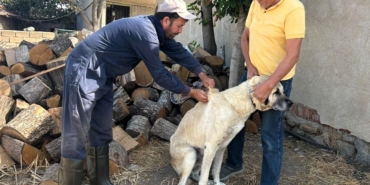 Kırklareli’nde kedi ve köpeklere çip takılıyor