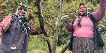 Yalova’da Dereköy elması üreticisinin yüzünü güldürdü
