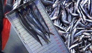 Bilecik’te perakende balık satış yerleri denetlendi