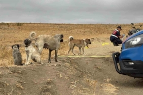 Köpeği öldürülen sahibinin yanından ayrılmadı