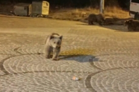 Uludağ’da gece yarısı ayı sürprizi