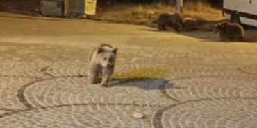 Uludağ’da gece yarısı ayı sürprizi