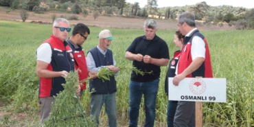 Çanakkale’de susam üretiminin arttırılması için kollar sıvandı, makineli üretim devreye girdi