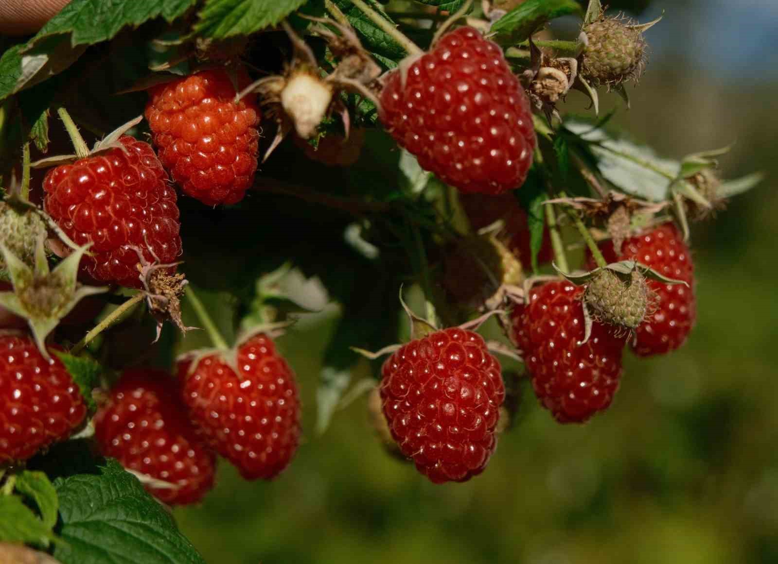 Türkiye’nin ihtiyacını Bursa’daki bu iki ilçe üretiyor