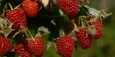 Türkiye’nin ihtiyacını Bursa’daki bu ilçe üretiyor