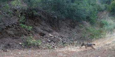 Ganos Dağları’nda çakalın karacanın peşinden gitmesi kamerada