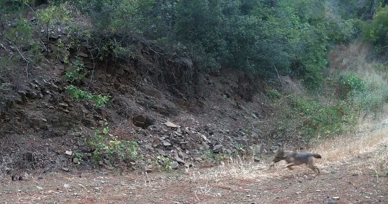 Ganos Dağları’nda çakalın karacanın peşinden gitmesi kamerada