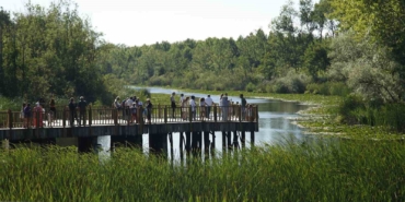 Acarlar Longozu yaz sezonunda ziyaretçi akınına uğradı