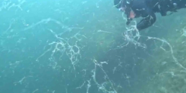 Müsilaj kabusu Marmara’ya geri döndü