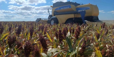 Sorgumla kuraklığa karşı Tekirdağ çiftçisinin umudu