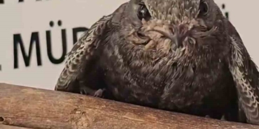 Yaralı kuşlar Doğa Koruma ve Milli Parklar ekipleri sayesinde hayata tutundu