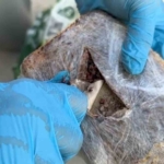 Şehirlerarası otobüste pul biber içine zulalanmış eroin ele geçirildi