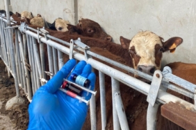 Tekirdağ’da ithal besilik danalara karantina süreci