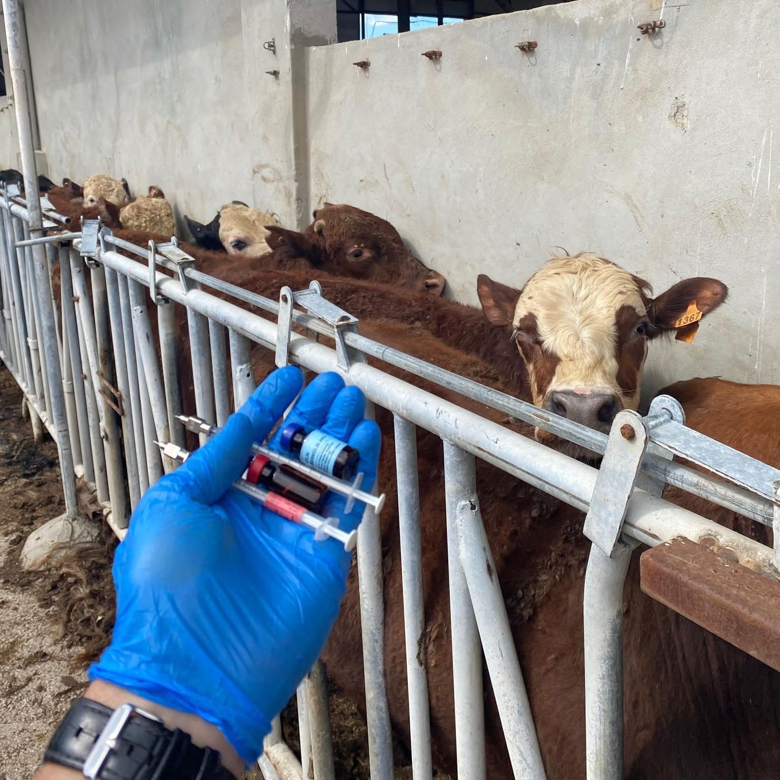 Tekirdağ’da ithal besilik danalara karantina süreci