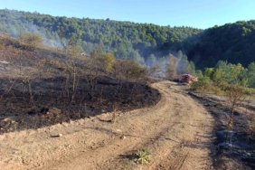 Pazaryeri Bozcaarmut’ta orman yangını