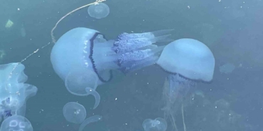 Marmara’da ’bitti’ denilen müsilaj kabusu tekrar hortladı