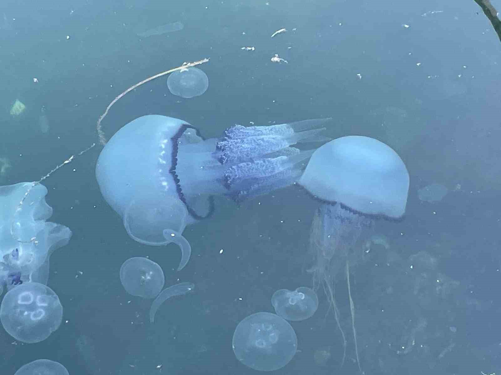 Marmara’da ’bitti’ denilen müsilaj kabusu tekrar hortladı