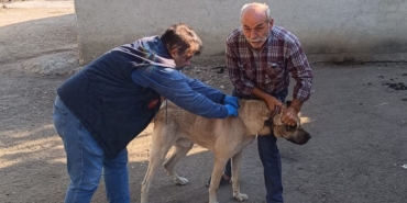 Hayrabolu’da kedi ve köpekler kimliklendiriliyor
