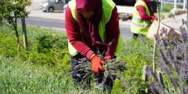 (ÖZEL) Bilecik’te göz kamaştıran lavantalar hasat edilmeye başlandı