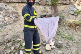 Bilecik’te caddede yakalanan ’oluklu kertenkele’ doğaya salındı