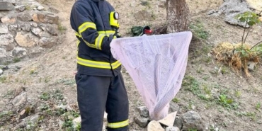 Bilecik’te caddede yakalanan ’oluklu kertenkele’ doğaya salındı