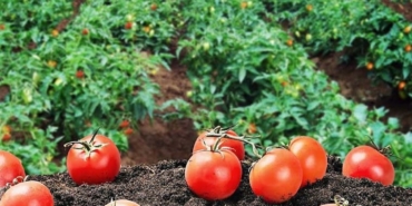 Kendi hammaddesini üretecek