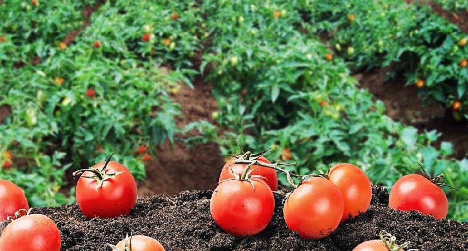 Kendi hammaddesini üretecek