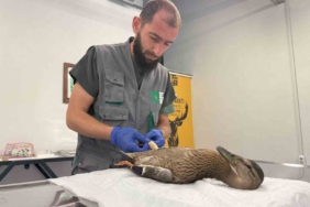 Yorgun ördeğe şefkat eli