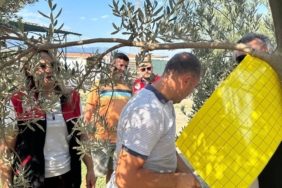 Zeytin üreticilerine zeytin sineğiyle mücadele için tuzak dağıtıldı