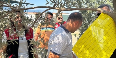 Zeytin üreticilerine zeytin sineğiyle mücadele için tuzak dağıtıldı