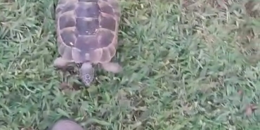 Kaplumbağa ve bahçıvanın dostluğu kıskandırdı