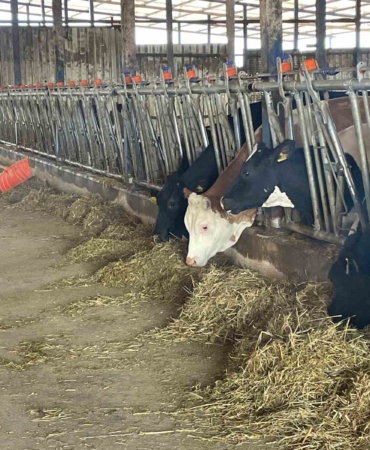 Süt üreticilerinden ’yem dayatması’na tepki