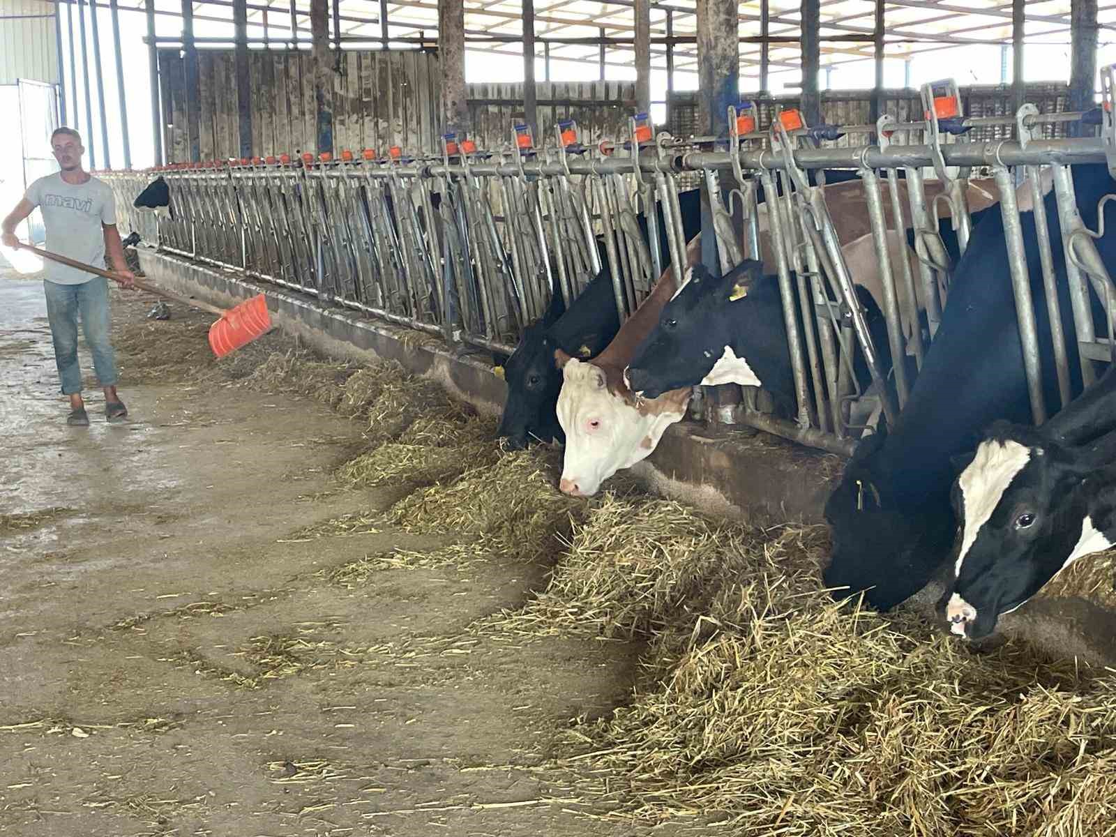 Süt üreticilerinden ’yem dayatması’na tepki