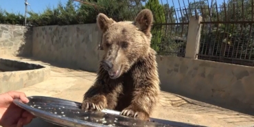 Mide rahatsızlığı nedeniyle tomografi cihazına giren ayı Okan sağlığına kavuştu