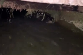 Su samurları sulama kanalında görüntülendi