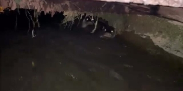 Su samurları sulama kanalında görüntülendi