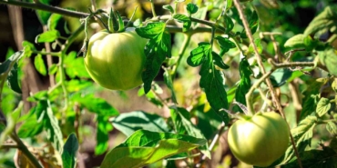 Ataşehir Belediyesi Kent Bostanları için yeni dönem başvuruları başlıyor