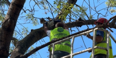 Ağaçta 3 gündür mahsur kalan kedi kurtarıldı