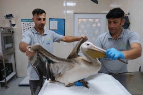 Büyükçekmece’de göç yolculuğunda yaralanan pelikana ilk müdahale yapıldı