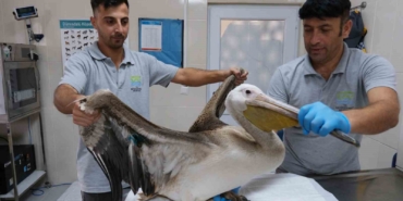 Büyükçekmece’de göç yolculuğunda yaralanan pelikana ilk müdahale yapıldı