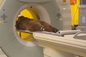 Hayvanat bahçesinde yediği meyveden rahatsızlanan ayının MR’ı çekildi