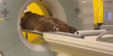 Hayvanat bahçesinde yediği meyveden rahatsızlanan ayının MR’ı çekildi