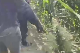 Mısır tarlasına ekilen uyuşturucuyu jandarma ele geçirdi: 1 tutuklama