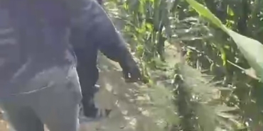 Mısır tarlasına ekilen uyuşturucuyu jandarma ele geçirdi: 1 tutuklama