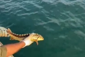 Balıkçılar ağlarına takılan nesli tehlike altındaki Mersin balığını geri denize bıraktı
