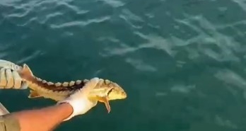 Balıkçılar ağlarına takılan nesli tehlike altındaki Mersin balığını geri denize bıraktı