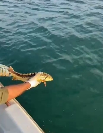 Balıkçılar ağlarına takılan nesli tehlike altındaki Mersin balığını geri denize bıraktı