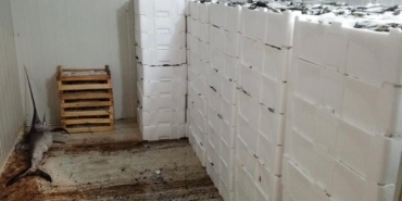 Kilolarca balığa el konuldu