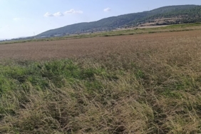 Gönen’de sulama krizi: Çiftçi saatlik suya mahkum